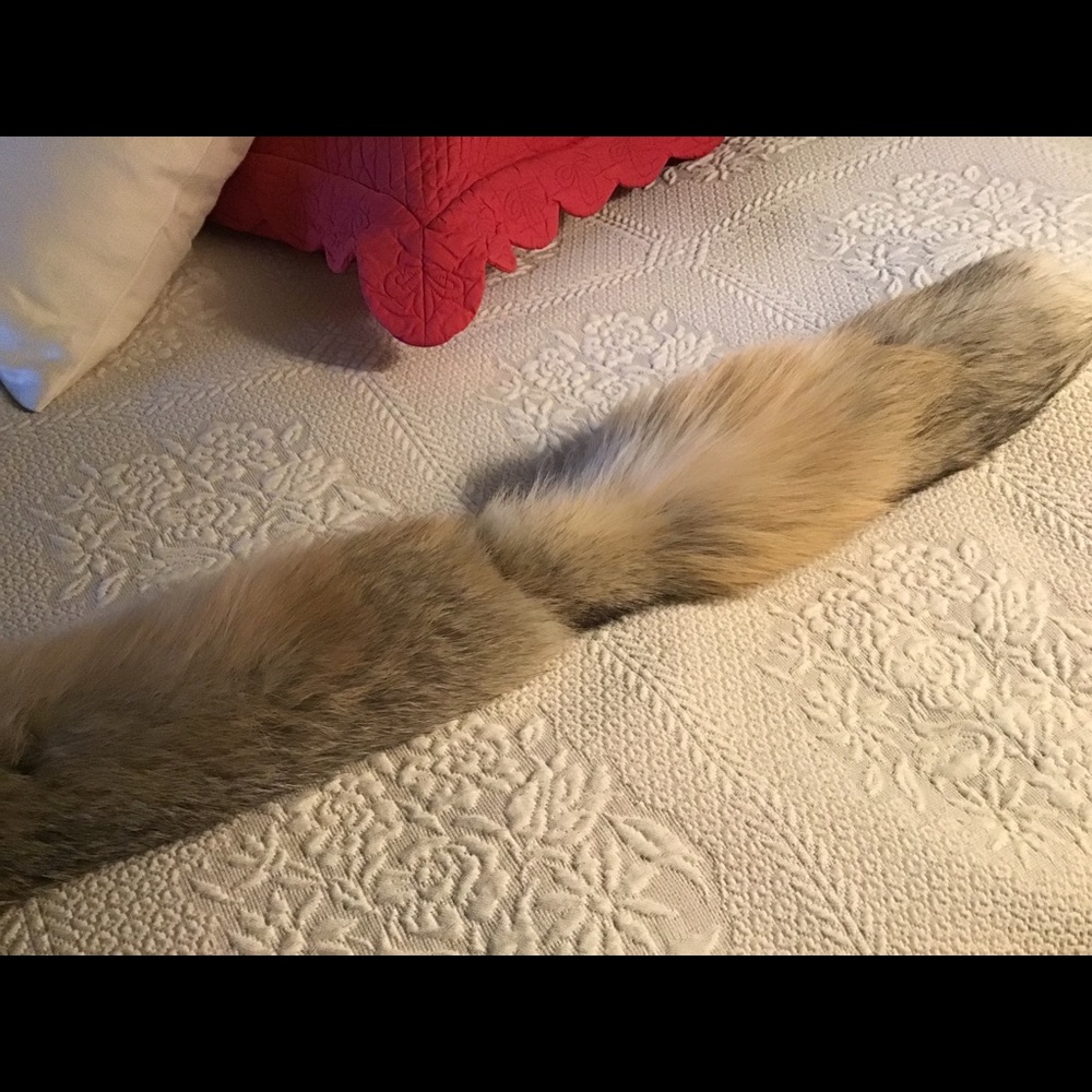 Fox fling